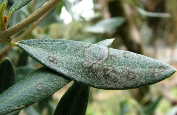 «Πόλεμος» στη Μεσσηνία: Οι Γεωπόνοι «Αδειάζουν» την Περιφέρεια – «ΛΑΘΟΣ ότι Δάκος και Γλοιοσπόριο δεν Συνδέονται»