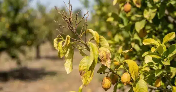Κορυφοξήρα λεμονιάς ανθράκωση εσπεριδοειδή ασθένειες χειμώνας.