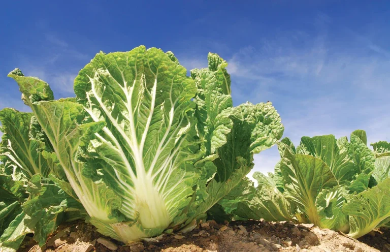 Μαρούλι: Οι 2 «Εχθροί» που Φέρνει το Κρύο και η Βροχή – Οδηγός Προστασίας από Περονόσπορο και Βακτήρια