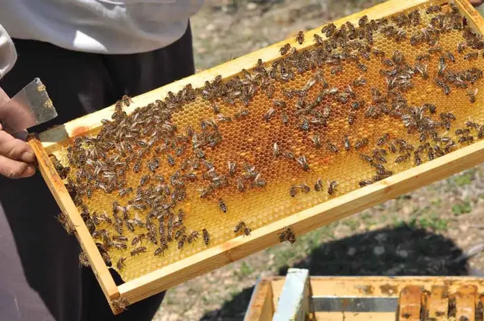 «Καμπανάκι» Λεονταράκη: «Η Ελληνική Μελισσοκομία Έχει Αφεθεί στη Μοίρα της» – Οι Εισαγωγές Βάζουν «Ταφόπλακα»