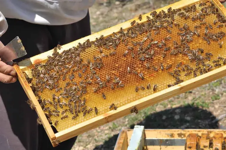 «Καμπανάκι» Λεονταράκη: «Η Ελληνική Μελισσοκομία Έχει Αφεθεί στη Μοίρα της» – Οι Εισαγωγές Βάζουν «Ταφόπλακα»