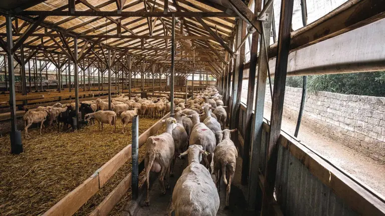 Κτηνοτρόφοι Καβάλας κατά Μ. Λαζαρίδη για την ευλογιά: «Δεν θέλουμε βουλευτές που κάνουν το μαύρο άσπρο»