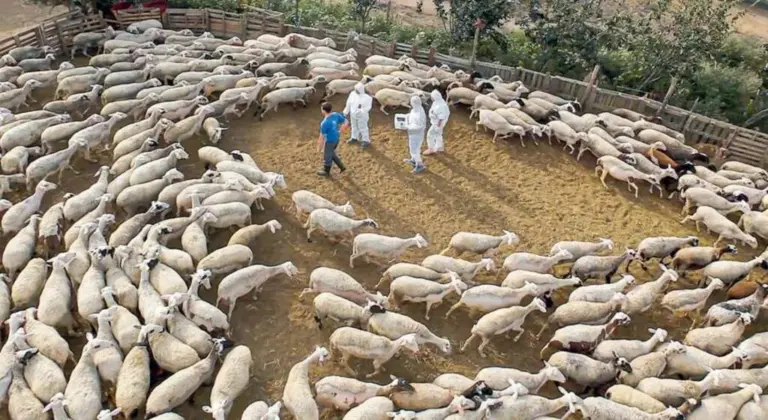 Αποζημιώσεις Ζωονόσων: Πληρώθηκαν 26,9 εκατ. ευρώ – Τα ποσά ανά ζώο
