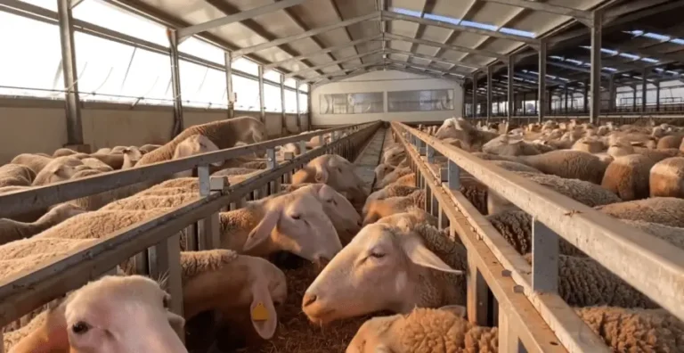 «Εφιάλτης» στη Θράκη: 142.000 Θανατώσεις Ζώων – Νέες Εστίες Ευλογιάς και το «Όχι» στα Εμβόλια