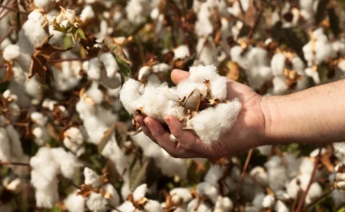 «Νωθρός» Δεκέμβριος για το Βαμβάκι: Στάσιμες οι Τιμές στα 38 Λεπτά – Αναβολή Ελπίδων για το 2026