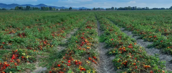 «Ανάσα» στην Ημαθία: Εγκρίθηκε De Minimis 563,5€ το Στρέμμα για τη Βιομηχανική Τομάτα – Δημοσιεύτηκε το ΦΕΚ