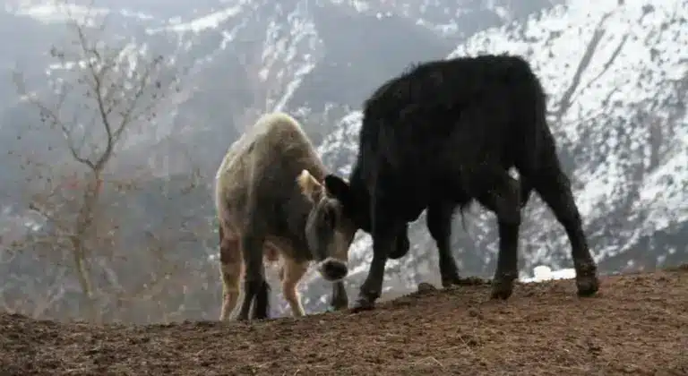 Αυτόχθονες Φυλές: «S.O.S.» από τους εκτροφείς – Καταγγελίες για «σοβιετικού τύπου» ελέγχους