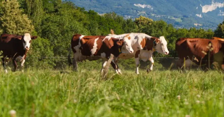 Συναγερμός στο Αιγαίο: «Κόκκινος» κίνδυνος για Αφθώδη Πυρετό από την Τουρκία – Τα μέτρα ασφαλείας