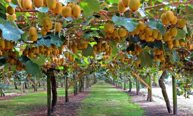 Θεσσαλονίκη: Μαζικές εκριζώσεις ροδακινιάς – Η ακτινιδιά «κερδίζει» στρέμματα, αλλά ο κίνδυνος υπερπροσφοράς είναι μπροστά