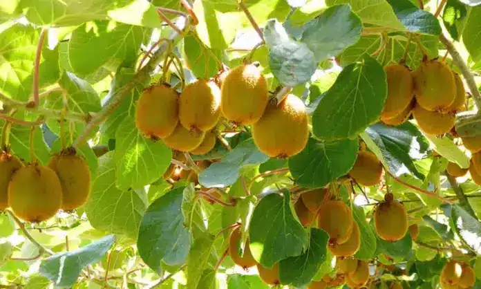 Ακτινίδια: Ο «Χρυσός Κανόνας» του Χειμερινού Κλαδέματος – 12 Συμβουλές από τον Β. Έξαρχο