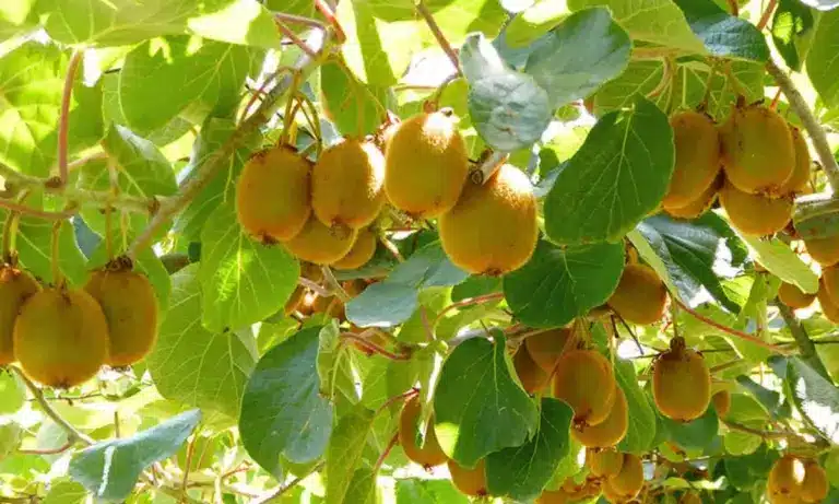 Οργανική λίπανση στην ακτινιδιά: Ο απόλυτος οδηγός για γόνιμο έδαφος και μέγιστη παραγωγή