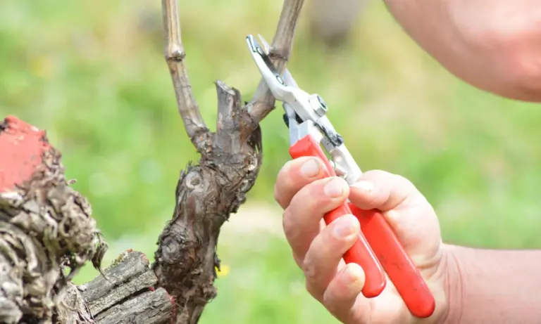 Αμπέλι: Ο «χρυσός» οδηγός για τον χειμώνα – Κλάδεμα, Ίσκα και Ψευδόκοκκος