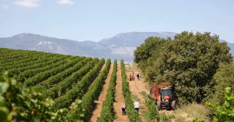 «Άνθισε» ο Αμπελώνας του Κιλκίς: Αύξηση 60% στις εκτάσεις και στροφή στις ποιοτικές ποικιλίες