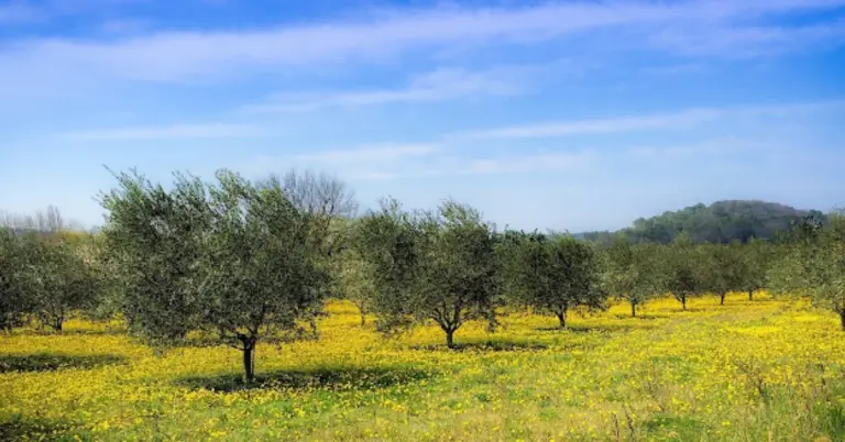 «Καμπανάκι» για τη Γλυφοσάτη στους Ελαιώνες: Η έρευνα που «καίει» την Ελλάδα – Τι βρέθηκε στα εδάφη
