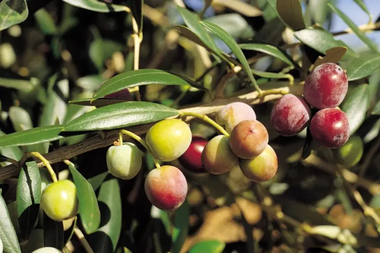 Αλλάζει ο χάρτης στην Πελοπόννησο: «Εισβολή» της ισπανικής Arbequina – Ποιες ποικιλίες ξεπούλησαν στα φυτώρια