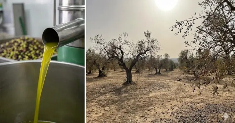 Ελαιόλαδο: «Ανατροπή» στην Ισπανία με 1,2 εκατ. τόνους – Πώς η χαμηλή απόδοση αλλάζει τα δεδομένα στις τιμές