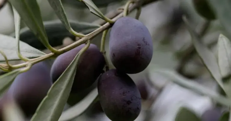 Λέσβος: «Βουτιά» στην παραγωγή ελαιολάδου – Γιατί τα δέντρα δεν «κοιμήθηκαν» φέτος