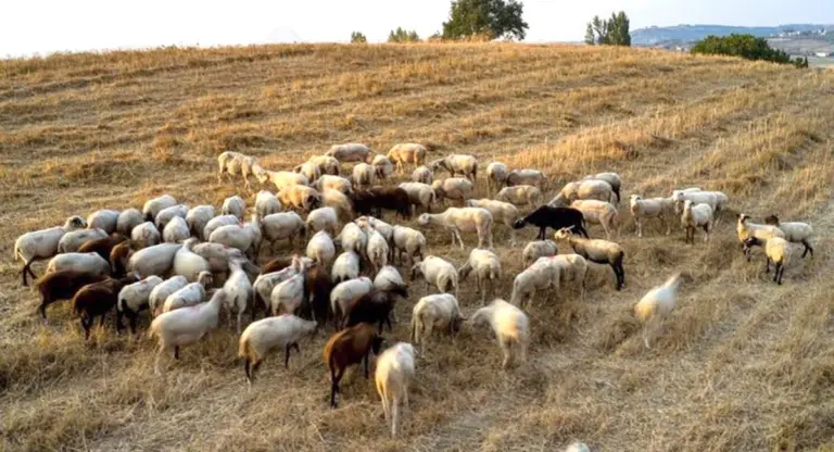 Ευλογιά Αιγοπροβάτων: «Επιστρατεύονται» οι Ένοπλες Δυνάμεις – Στρατιωτικοί κτηνίατροι μπαίνουν στα κοπάδια