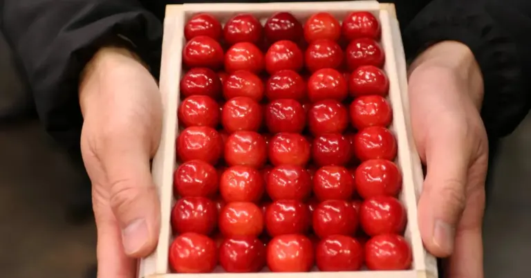 Ιαπωνία: Κεράσια αξίας 9.850 ευρώ – Το ρεκόρ της ποικιλίας Sato Nishiki και η τεχνική της «εξαναγκασμένης» καλλιέργειας