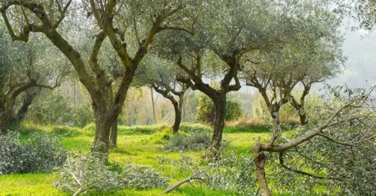 Ξεκινά η πιο κρίσιμη εργασία στον Ελαιώνα: Οι 6 «Χρυσοί Κανόνες» για το σωστό Κλάδεμα