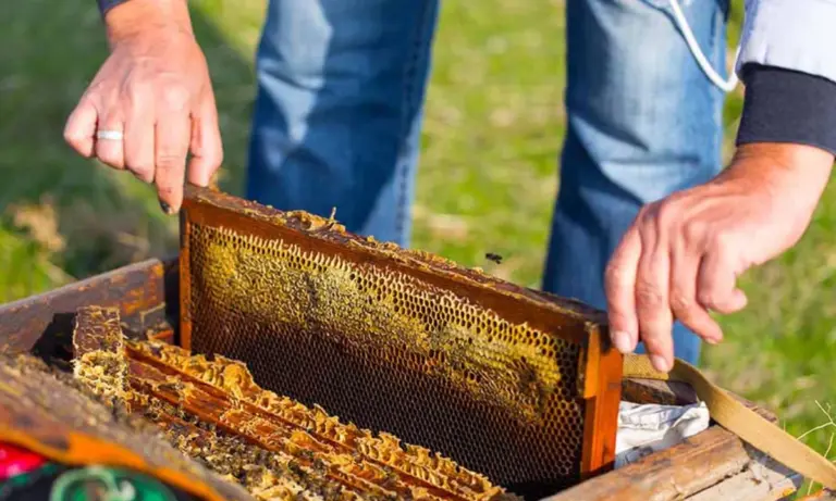 Οργή μελισσοκόμων κατά ΥΠΕΝ: Η «υπερβολική μελισσοκομία» και το αδικαιολόγητο μπλόκο στα καμένα