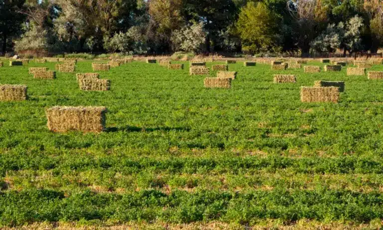 Συναγερμός στον Έβρο: «Σβήνει» η καλλιέργεια της μηδικής – Αδιέξοδο με κόστος και τιμές