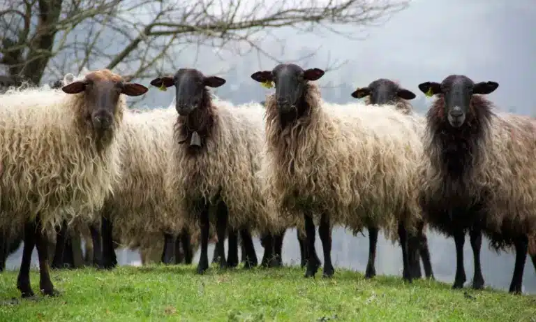 Το μάθημα της Χώρας των Βάσκων: Πώς το πεταμένο μαλλί έγινε «χρυσάφι» και έσωσε μια κοινότητα