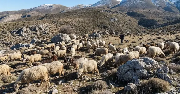 Ευλογιά Αιγοπροβάτων: «Κλείδωσε» η παράταση μέτρων στην Κρήτη – Τι ισχύει για σφαγή και μετακινήσεις μέχρι 7/1