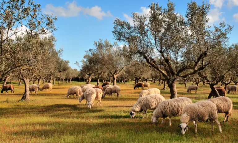 Ηλεία: «Εξαφανίστηκαν» 41.000 αιγοπρόβατα σε έναν χρόνο – Ο φόβος του ΟΠΕΚΕΠΕ και τα «εικονικά»