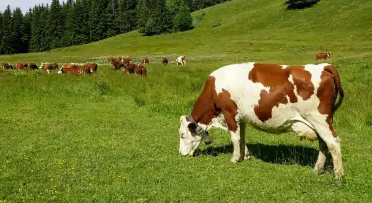 Συναγερμός στην Κύπρο: Ξέσπασε αφθώδης πυρετός – Στέλνει 500.000 εμβόλια η Ε.Ε.