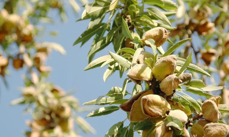 Δενδρώδεις Καλλιέργειες: «Ώρα Μηδέν» για τους Αγρότες της ΑΜΘ – Τι ζητούν για ΕΛΓΑ και Ενισχύσεις