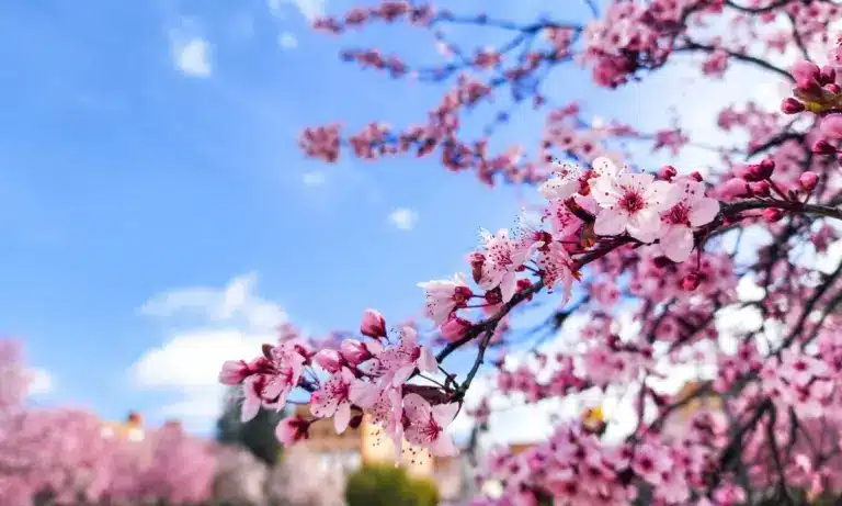 Φυτοπροστασία αμυγδαλιάς: Οδηγίες για μύκητες και έντομα