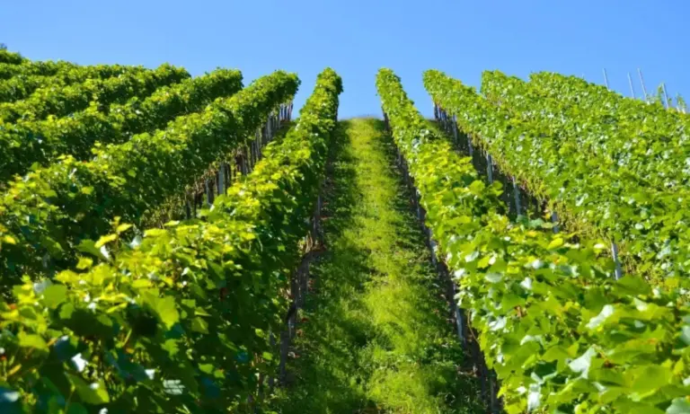 Αμπέλι 2026: Η νέα λίστα με τα εγκεκριμένα εντομοκτόνα και μυκητοκτόνα