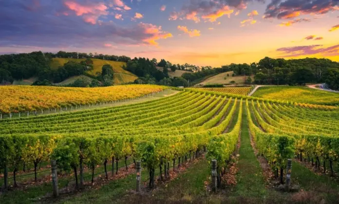 Ασθένειες ξύλου αμπέλι ίσκα ευτυπίωση κλάδεμα.