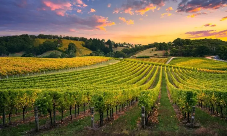 Αναδιάρθρωση Αμπελώνων: Βγήκε η τελική λίστα – Ποιοι είναι οι 942 δικαιούχοι που μοιράζονται 11,7 εκατ. ευρώ