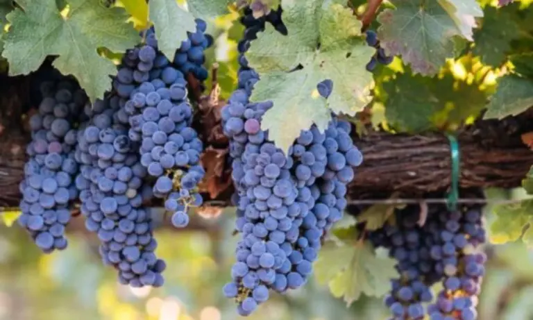 7 νέες ανθεκτικές ποικιλίες αμπέλου: το “άλμα” της Agroscope που μπορεί να κόψει τα μυκητοκτόνα έως 90%