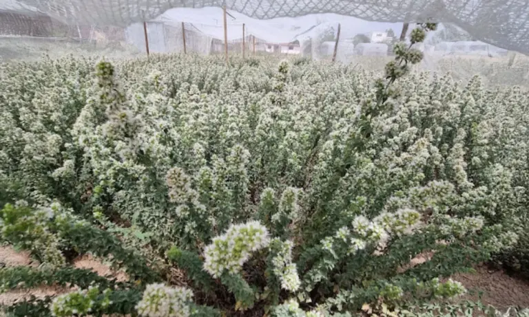 «Αρέθουσα»: Η πρώτη πιστοποιημένη Ελληνική Ρίγανη ριζώνει στη Βόρεια Εύβοια