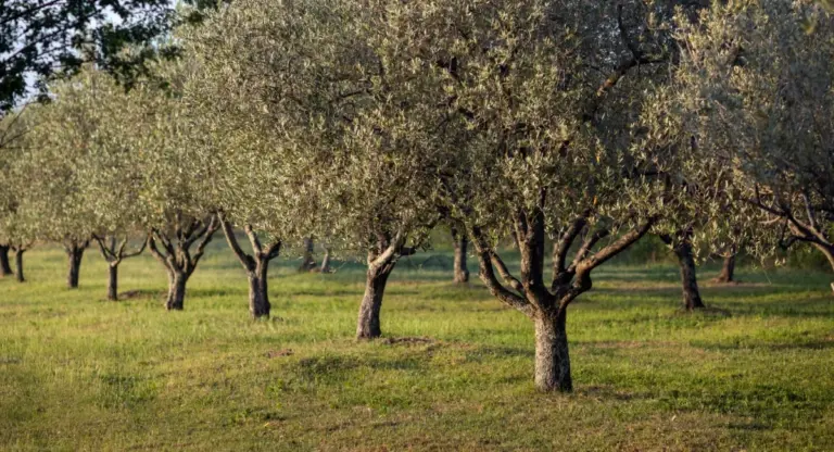 Αζωτούχος λίπανση της ελιάς: Το «μυστικό» για τη σωστή δοσολογία κρύβεται στη βροχόπτωση