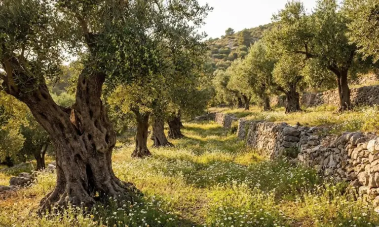 Αναγεννητική γεωργία στους ελαιώνες: Πώς εκτοξεύει τα κέρδη και “ανασταίνει” το έδαφος