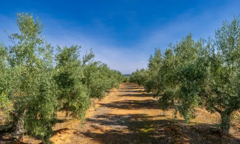 Έρευνα δείχνει ότι το 60% της ελληνικής γης είναι κατάλληλο για ελαιοκαλλιέργεια