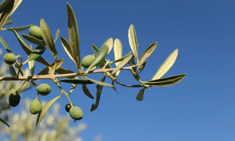 Ασθένειες ελιάς: Ημερίδα ενημέρωσης για παραγωγούς στο Μεσολόγγι στις 26/2