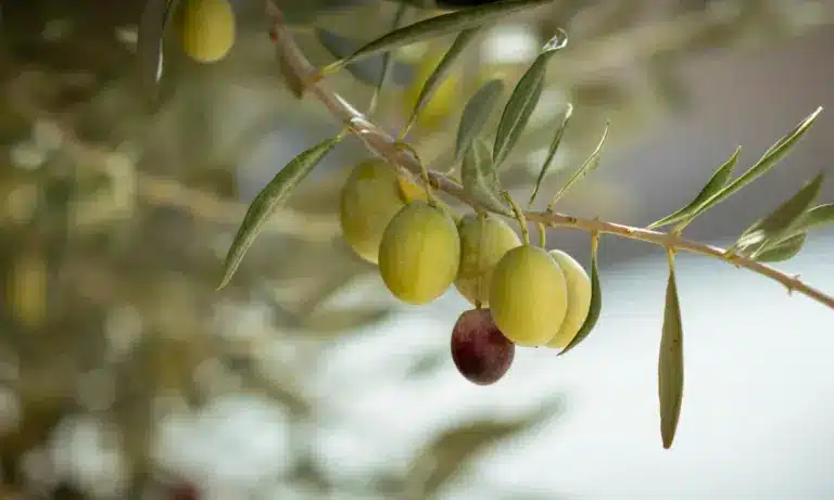 Ισπανικό ελαιόλαδο: Ξεπέρασε τους 716.000 τόνους η παραγωγή – Γεμίζουν τις αποθήκες οι τυποποιητές