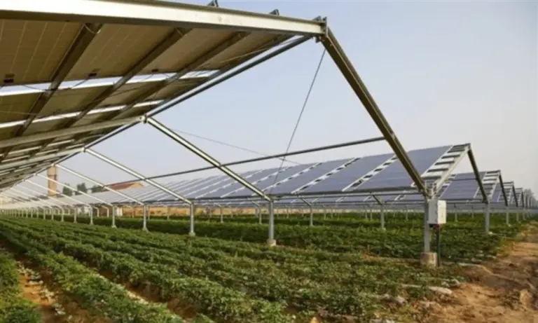 Αγροβολταϊκά: Αυξάνουν 400% την παραγωγή μειώνοντας το θερμικό στρες