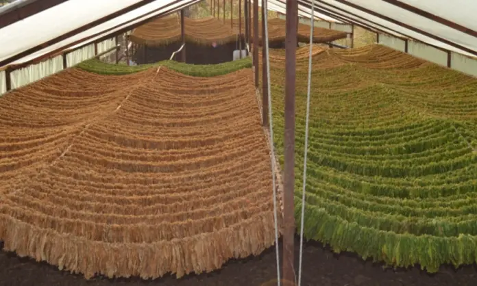 Καπνοπαραγωγοί Θράκη Μπασμάς συγκομιδή Αμέτ Σινάν Συνεταιρισμός.