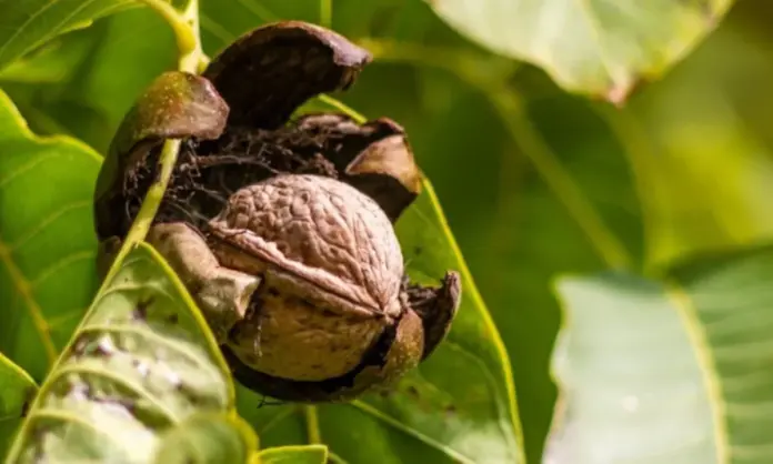 Κλάδεμα καρυδιάς χειμώνας λίπανση φυτοπροστασία.
