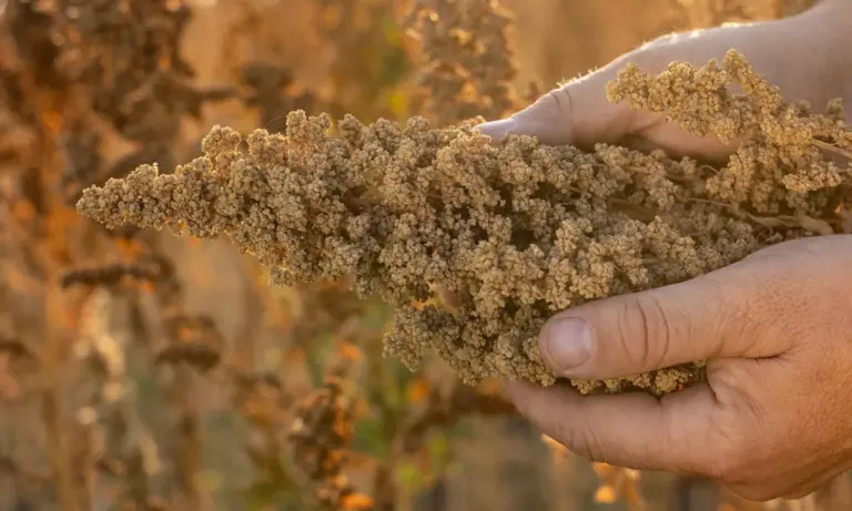 Κινόα: Η «χρυσή» εναλλακτική που κερδίζει τον θεσσαλικό κάμπο – Το παράδειγμα των 200 στρεμμάτων