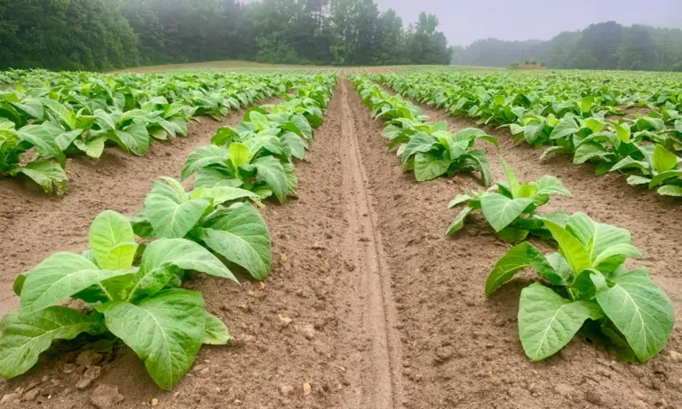 Παράταση μίας εβδομάδας για το Μητρώο Οπωροκηπευτικών (ΜΕΝΟ)