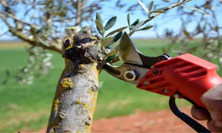 Κλάδεμα ελιάς: πότε, πώς και τι να κάνετε πριν & μετά (ο πρακτικός οδηγός)