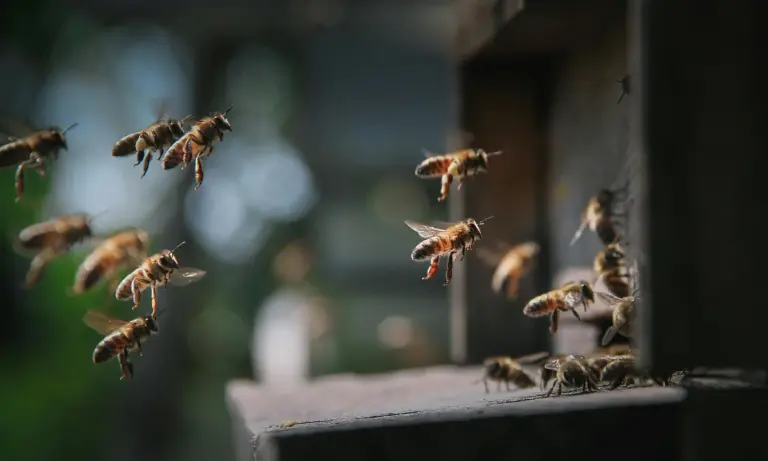 ΕΛΓΟ-ΔΗΜΗΤΡΑ: Δωρεάν σεμινάρια για μελισσοκόμους σε όλη τη χώρα