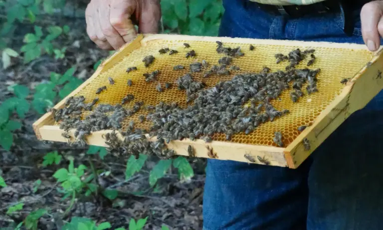 Σε οριακό σημείο η ελληνική μελισσοκομία: Ελληνοποιήσεις και κόστος